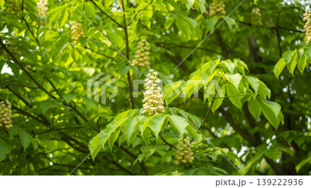 Horse chestnut 139222936