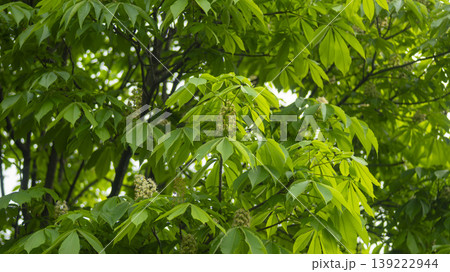 Horse chestnut 139222944