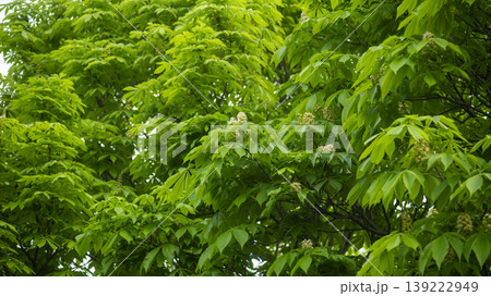 Horse chestnut 139222949