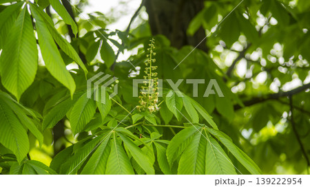 Horse chestnut 139222954