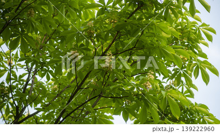 Horse chestnut 139222960