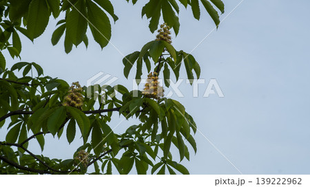 Horse chestnut 139222962