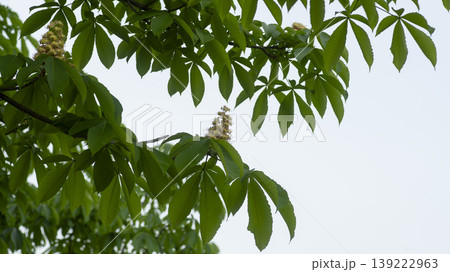 Horse chestnut 139222963