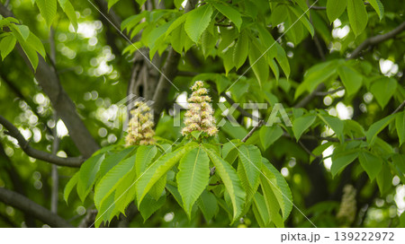 Horse chestnut 139222972