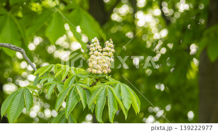 Horse chestnut 139222977