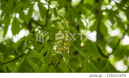 Horse chestnut 139222979