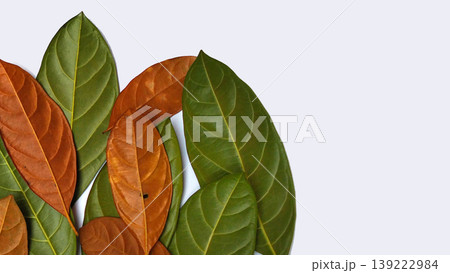 A group of overlapping jackfruit leaves (Artocarpus heterophyllus) A group of overlapping jackfruit leaves (Artocarpus heterophyllus) 139222984
