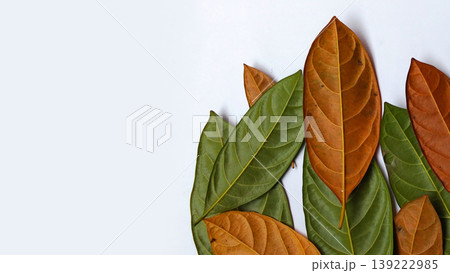 A group of overlapping jackfruit leaves (Artocarpus heterophyllus) A group of overlapping jackfruit leaves (Artocarpus heterophyllus) 139222985