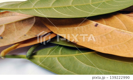A group of overlapping jackfruit leaves (Artocarpus heterophyllus) A group of overlapping jackfruit leaves (Artocarpus heterophyllus) 139222990