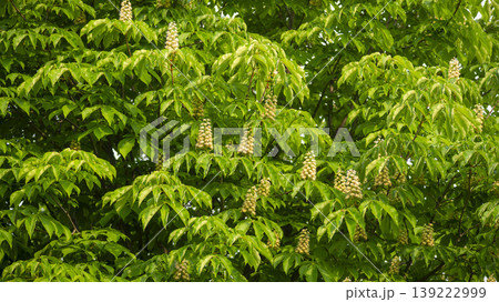 Horse chestnut 139222999