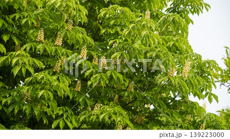Horse chestnut 139223000