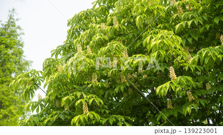 Horse chestnut 139223001