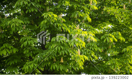 Horse chestnut 139223002