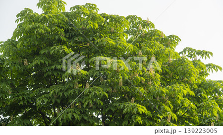 Horse chestnut 139223005