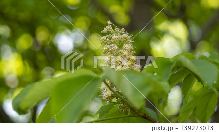 Horse chestnut 139223013