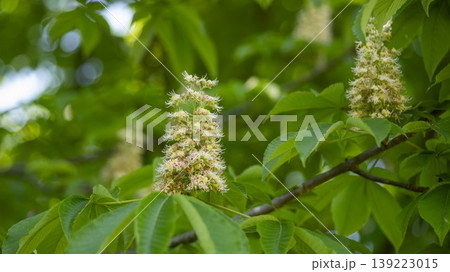 Horse chestnut 139223015