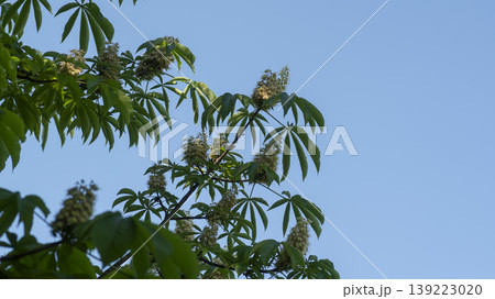 Horse chestnut Horse chestnut 139223020