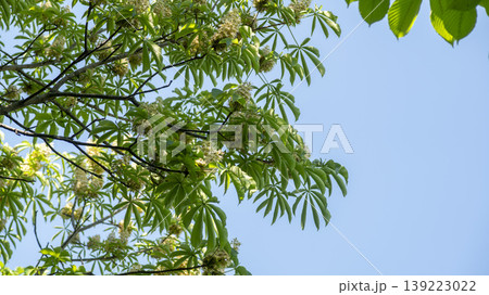 Horse chestnut 139223022