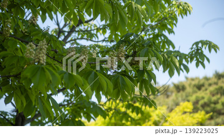 Horse chestnut Horse chestnut 139223025