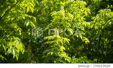 Horse chestnut 139223026