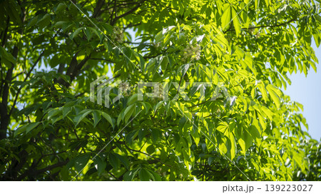 Horse chestnut 139223027
