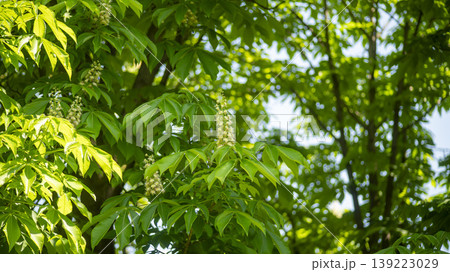 Horse chestnut 139223029