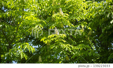Horse chestnut Horse chestnut 139223033