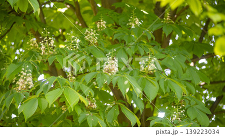 Horse chestnut Horse chestnut 139223034