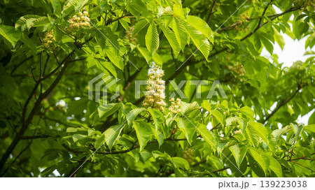 Horse chestnut Horse chestnut 139223038