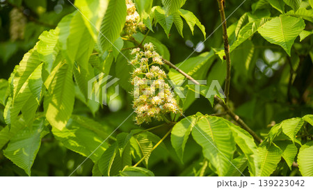 Horse chestnut Horse chestnut 139223042