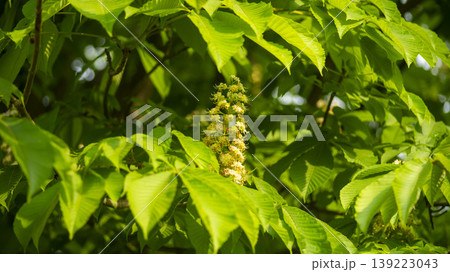 Horse chestnut Horse chestnut 139223043