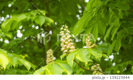 Horse chestnut Horse chestnut 139223044