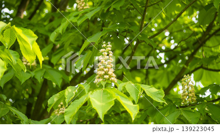 Horse chestnut Horse chestnut 139223045