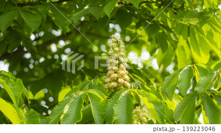 Horse chestnut 139223046