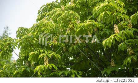 Horse chestnut 139223053