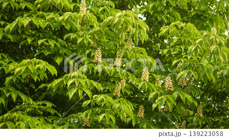 Horse chestnut Horse chestnut 139223058