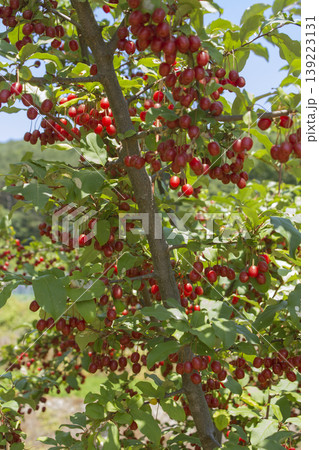 Ripe Autumn Olive Berries (Elaeagnus Umbellata) growing on a branch . oleaster 139223131