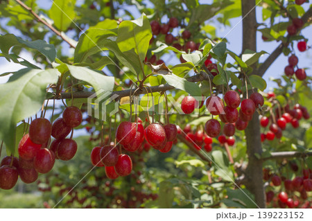 Ripe Autumn Olive Berries (Elaeagnus Umbellata) growing on a branch . oleaster Ripe Autumn Olive Berries (Elaeagnus Umbellata) growing on a branch . oleaster 139223152