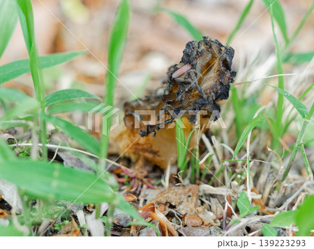 優秀な食用菌 チャアミガサタケ 優秀な食用菌 チャアミガサタケ 139223293