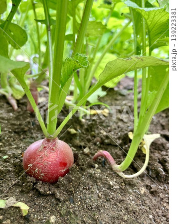 畑に実ったラディッシュ 畑に実ったラディッシュ 139223381