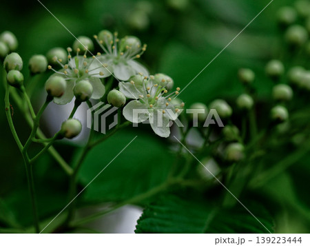 白いアズキナシの花 白いアズキナシの花 139223444