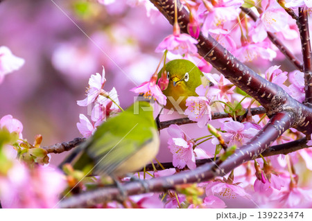 静岡県沼津市井田 ピンクが鮮やかな早咲きの河津桜にとまる2羽のメジロ 静岡県沼津市井田 ピンクが鮮やかな早咲きの河津桜にとまる2羽のメジロ 139223474