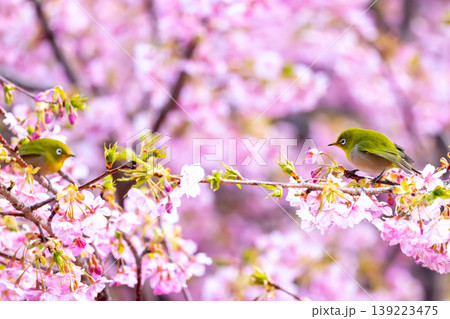 静岡県沼津市井田　ピンクが鮮やかな早咲きの河津桜にとまる2羽のメジロ 139223475
