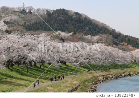 白石川沿いの一目千本桜 白石川沿いの一目千本桜 139223487