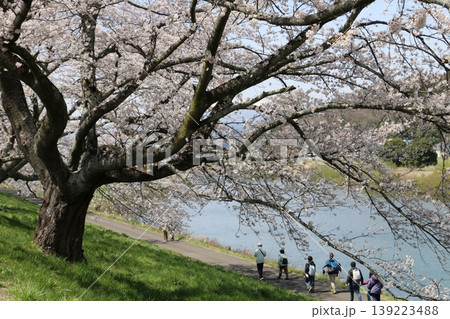 白石川沿いの一目千本桜 白石川沿いの一目千本桜 139223488