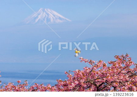 静岡県沼津市井田 駿河湾に面する斜面の早咲き河津桜に飛来するメジロと冠雪した富士山の景色 静岡県沼津市井田 駿河湾に面する斜面の早咲き河津桜に飛来するメジロと冠雪した富士山の景色 139223616