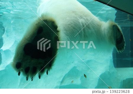 実はホッキョクグマの毛は白ではなく透明なんです! 実はホッキョクグマの毛は白ではなく透明なんです! 139223628