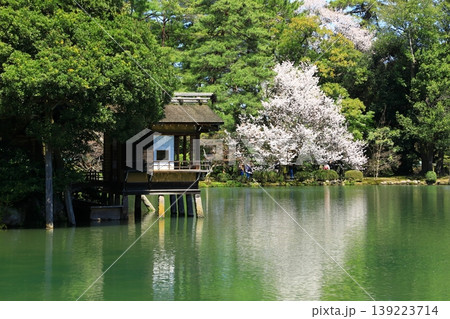 金沢 兼六園の桜 金沢 兼六園の桜 139223714