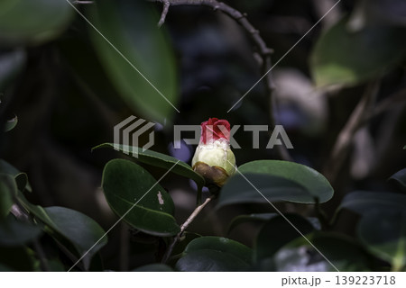 早春の庭に咲く、椿の花 139223718