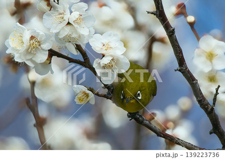 梅の花の蜜を吸うメジロ 139223736